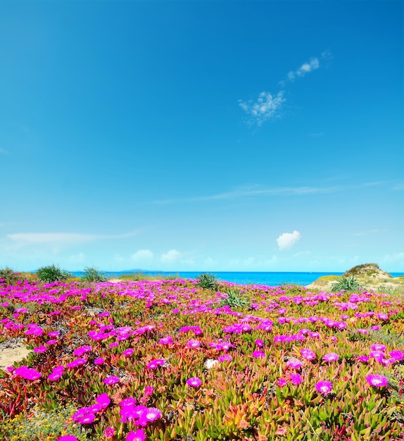 Fiori rosa in riva a Platamona Sardegna