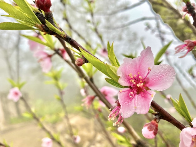 Fiori rosa in sapa Vietnam