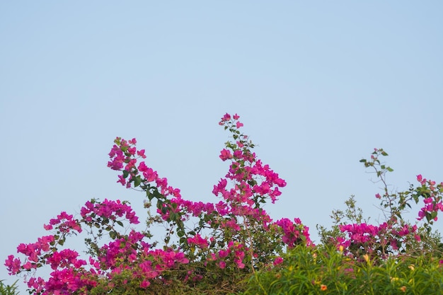 Fiori rosa in spiaggia in egitto