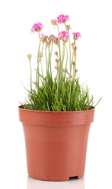 Fiori rosa in vaso isolato su bianco