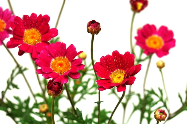 Fiori rosa isolati su sfondo bianco