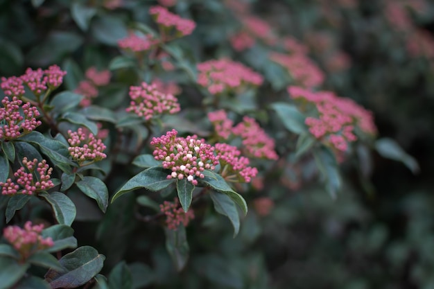 Fiori rosa lat. Viburnum tinus primo piano. Bellissimo sfondo naturale autentico.