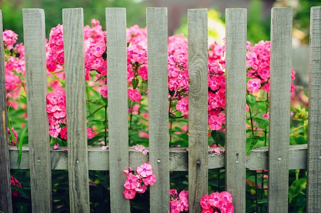 Fiori rosa modesti dietro un recinto di legno nel villaggio.