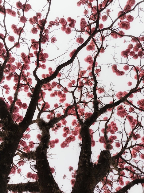 Fiori rosa nel cielo