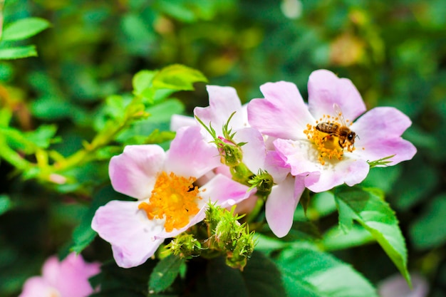 Fiori rosa nella natura