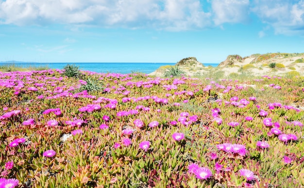 Fiori rosa nella spiaggia di Platamona in Italia