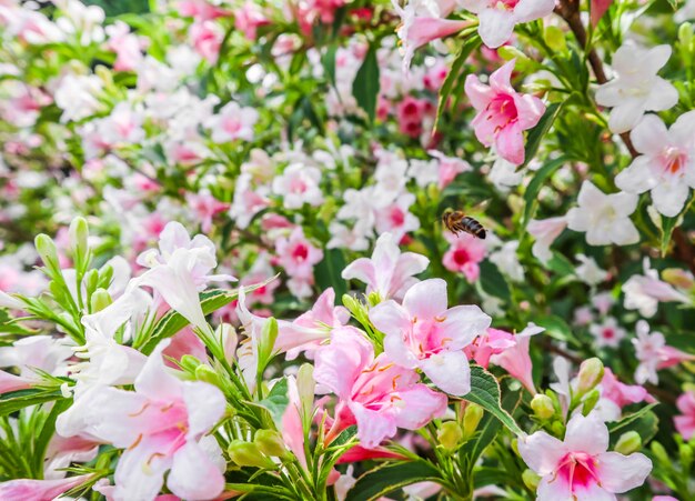 Fiori rosa pallido di weigela florida variegata sfondo floreale