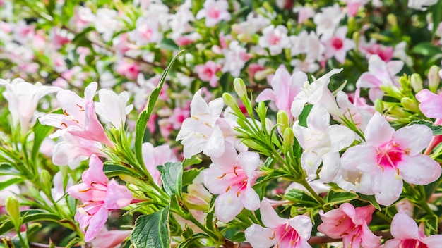 Fiori rosa pallido di weigela florida variegata sfondo floreale