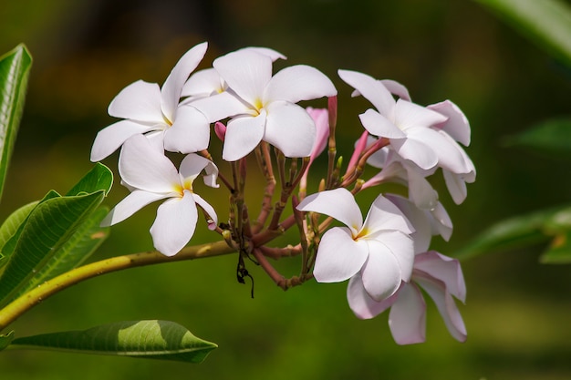 Fiori rosa plumeria che stanno fiorendo in natura