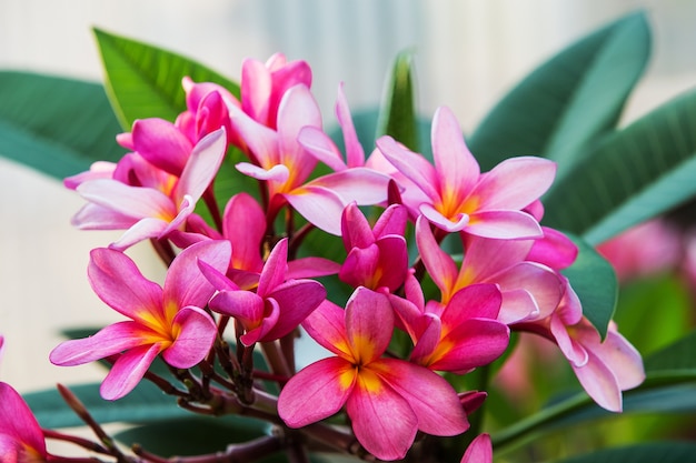 Fiori rosa plumeria