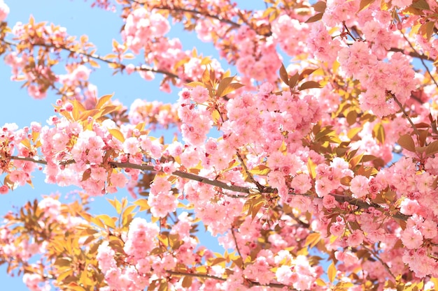 Fiori rosa primaverili sbocciano Ciliegio sbocciante in piena fioritura Sakura Flowers