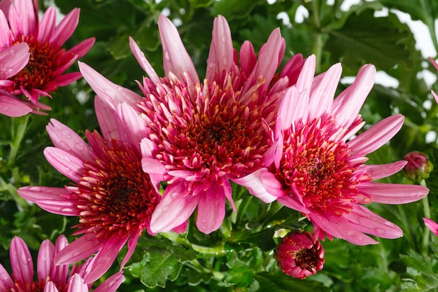 Fiori rosa (primo piano) della pianta del crisantemo con gocce d'acqua sui petali.