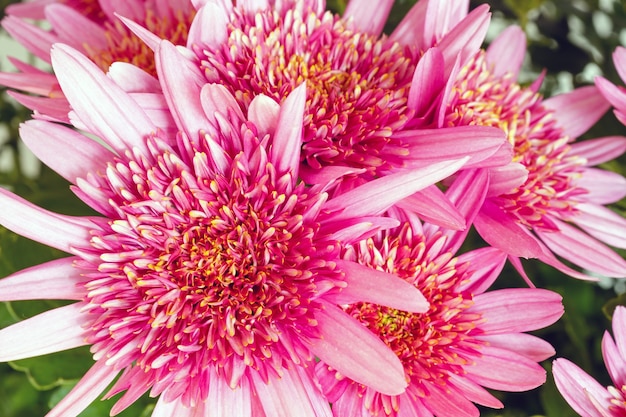 Fiori rosa (primo piano) della pianta del crisantemo in vaso da fiori. Sfondo della natura.