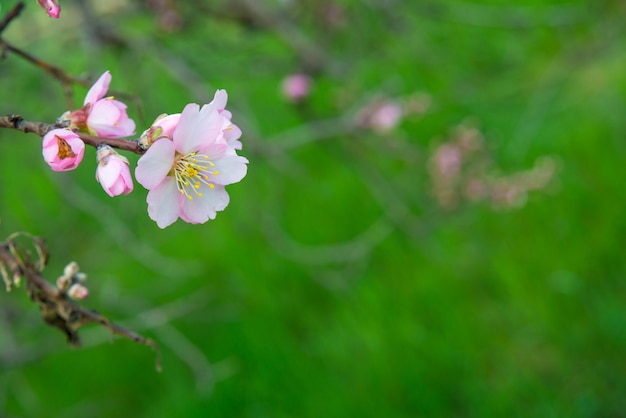 Fiori rosa, ramo di mandorlo che sboccia in primavera