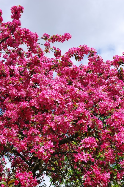 Fiori rosa rossi dell'albero di crabapple