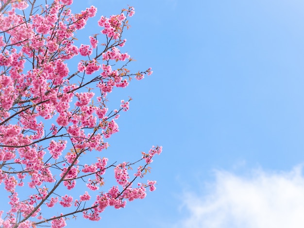 fiori rosa sakura, bellissimo fiore di ciliegio in natura