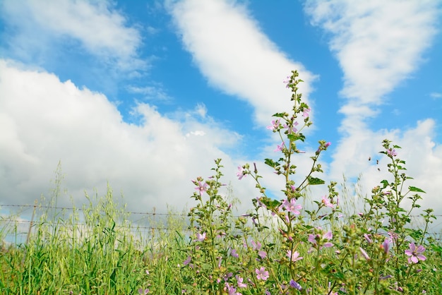 Fiori rosa sotto un cielo nuvoloso