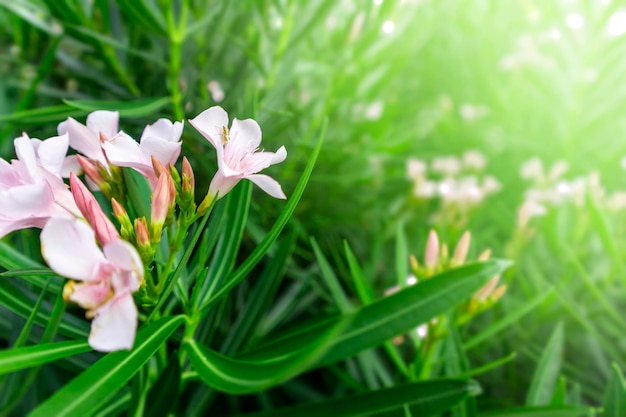 Fiori rosa su sfondo di foglie verdiLa bellezza del fioreSfondo di fiori naturali