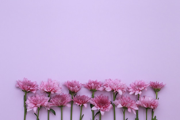 Fiori rosa su sfondo rosa, vista dall'alto