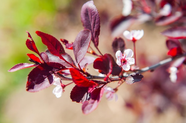 Fiori rosa su un albero di primavera fiori di ciliegio in primavera messa a fuoco selettiva di bellissimi fiori di ciliegio