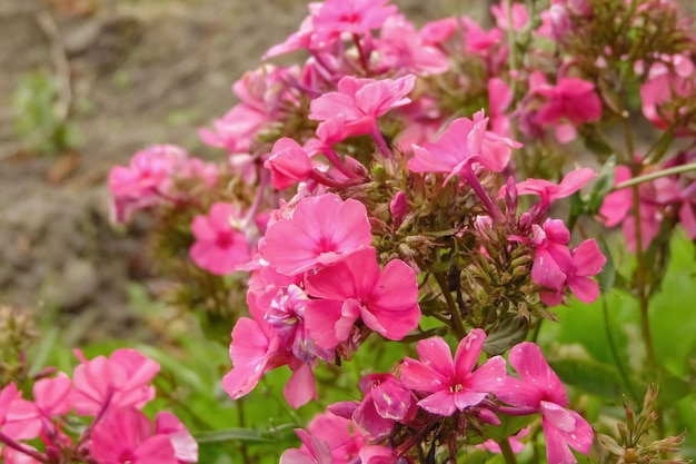 Fiori rosa su un ramo tra foglie verdi