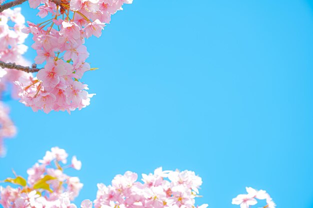 Fiori rosa su uno sfondo di cielo blu