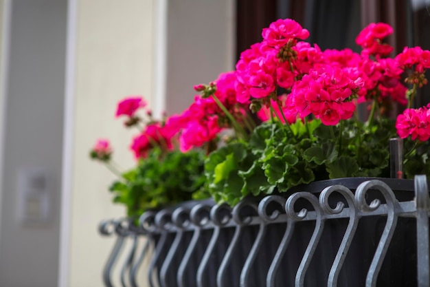 Fiori rosa sul balcone