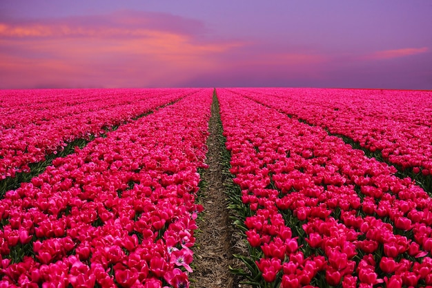 Fiori rosa sul campo contro il cielo durante il tramonto
