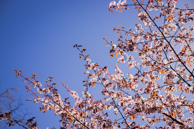 Fiori rosa sul ramo con cielo blu