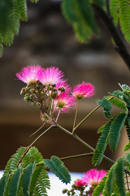 Fiori rosa sull'albero di albizia julibrissin l'albero di seta persiano albero di seta rosa o albero di mimosa Fabaceae