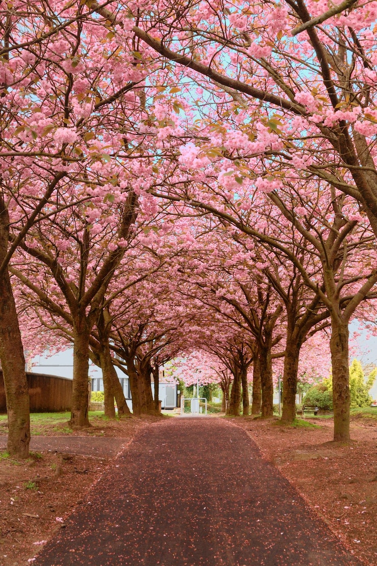 Foto fiori rosa sull'albero