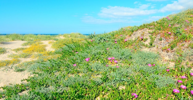 Fiori rosa sulle dune di sabbia di Platamona Sardegna