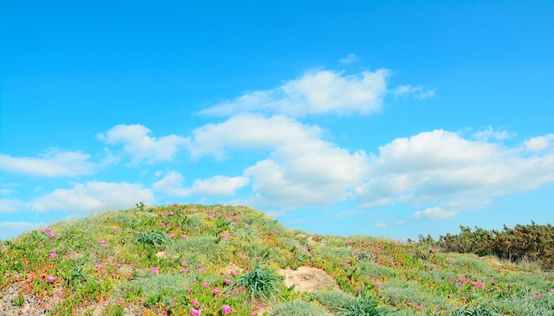 Fiori rosa sulle dune verdi di Platamona Sardegna