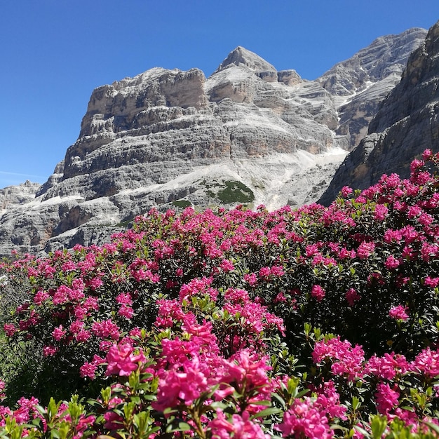 Fiori rosa sulle montagne contro un cielo blu limpido