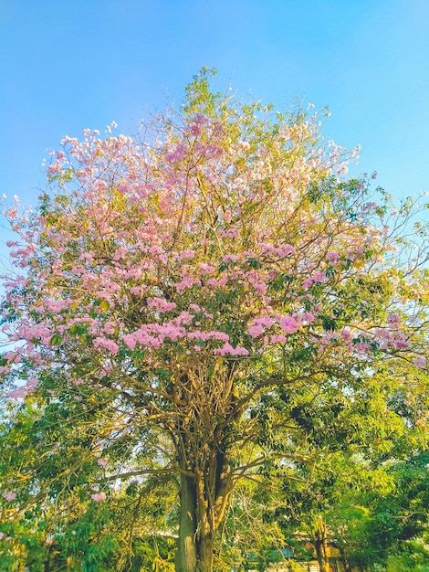 Fiori rosa Tabebuia Rosea Blossom