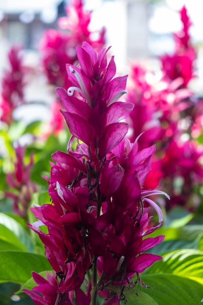 Fiori rosa tropicali in fiore