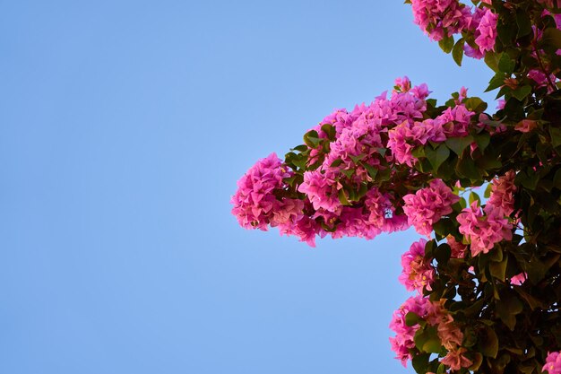 Fiori rosa tropicali sui cespugli nei raggi di luce