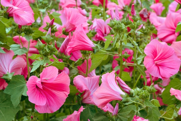 Fiori rosa vibranti in un giardino