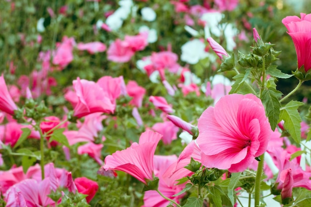 Fiori rosa vibranti in un giardino