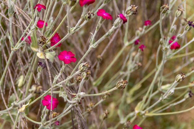 fiori rosa vivaci