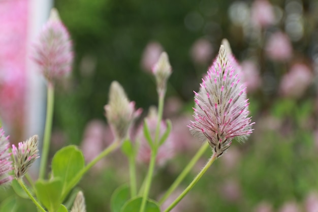 Fiori rosa