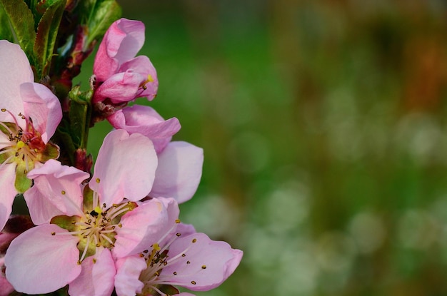 Fiori rosa