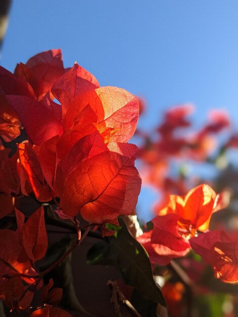 Fiori rossi al sole