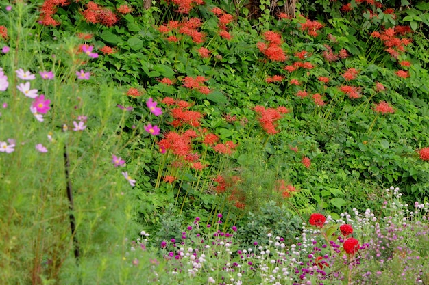 Fiori rossi che crescono sull'albero