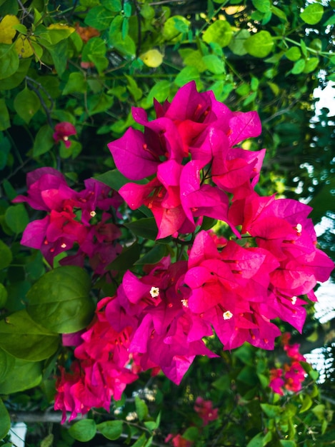 Fiori rossi che sbocciano in un parco cittadino di Jakarta meridionale in Indonesia Asia