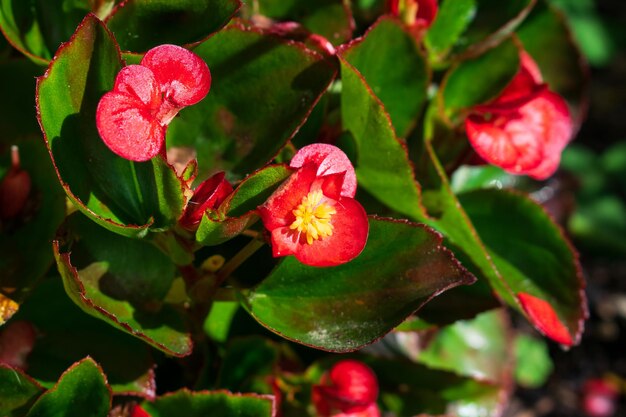 fiori rossi con foglie verdi