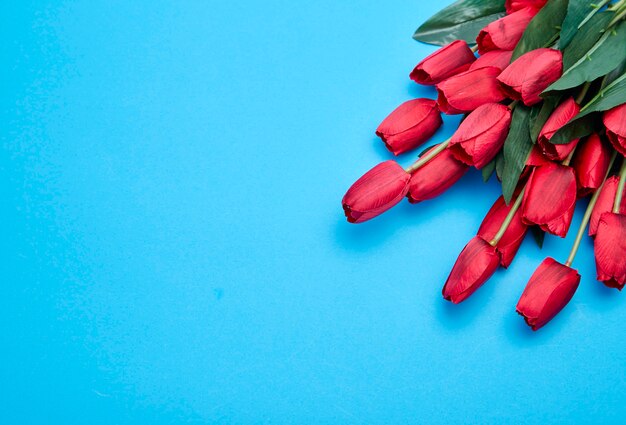 Fiori rossi dei tulipani su fondo blu