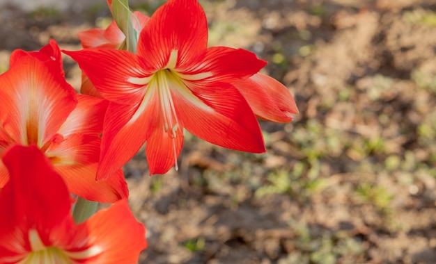 Fiori rossi del giglio del giardino del primo piano il giorno soleggiato