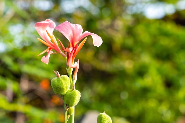 Fiori rossi del giglio di Canna che sbocciano con foglie verdi in un giardino tropicale all'aperto