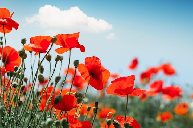 Fiori rossi del papavero contro il cielo blu